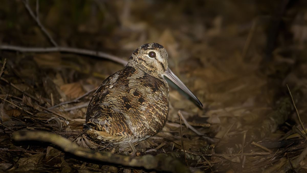 Eurasian Woodcock