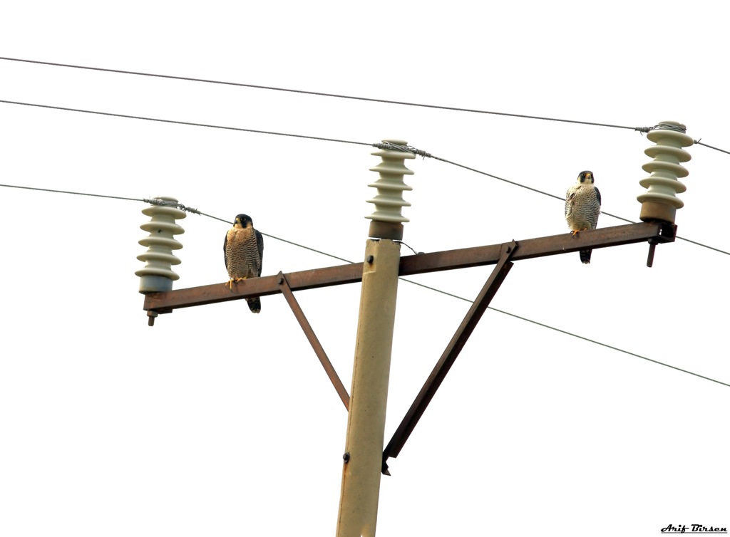 Peregrine Falcon