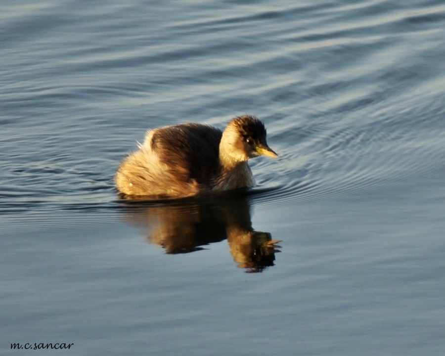 Little Grebe