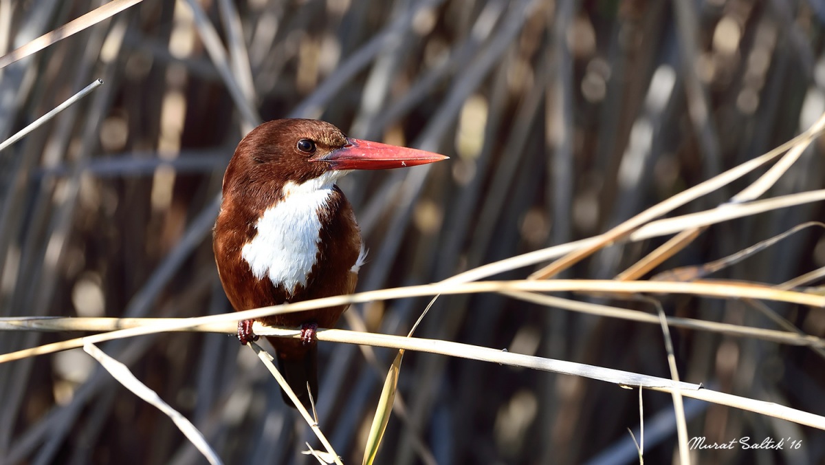 White-throated Kingfisher