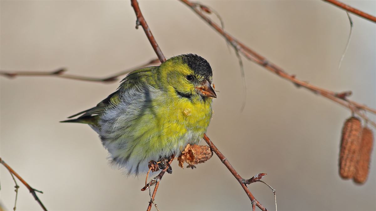 Eurasian Siskin