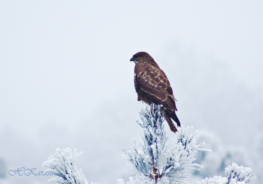 Common Buzzard