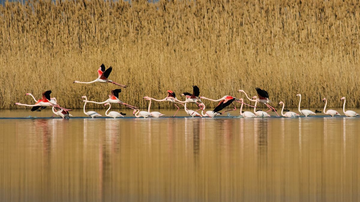 Flamingo