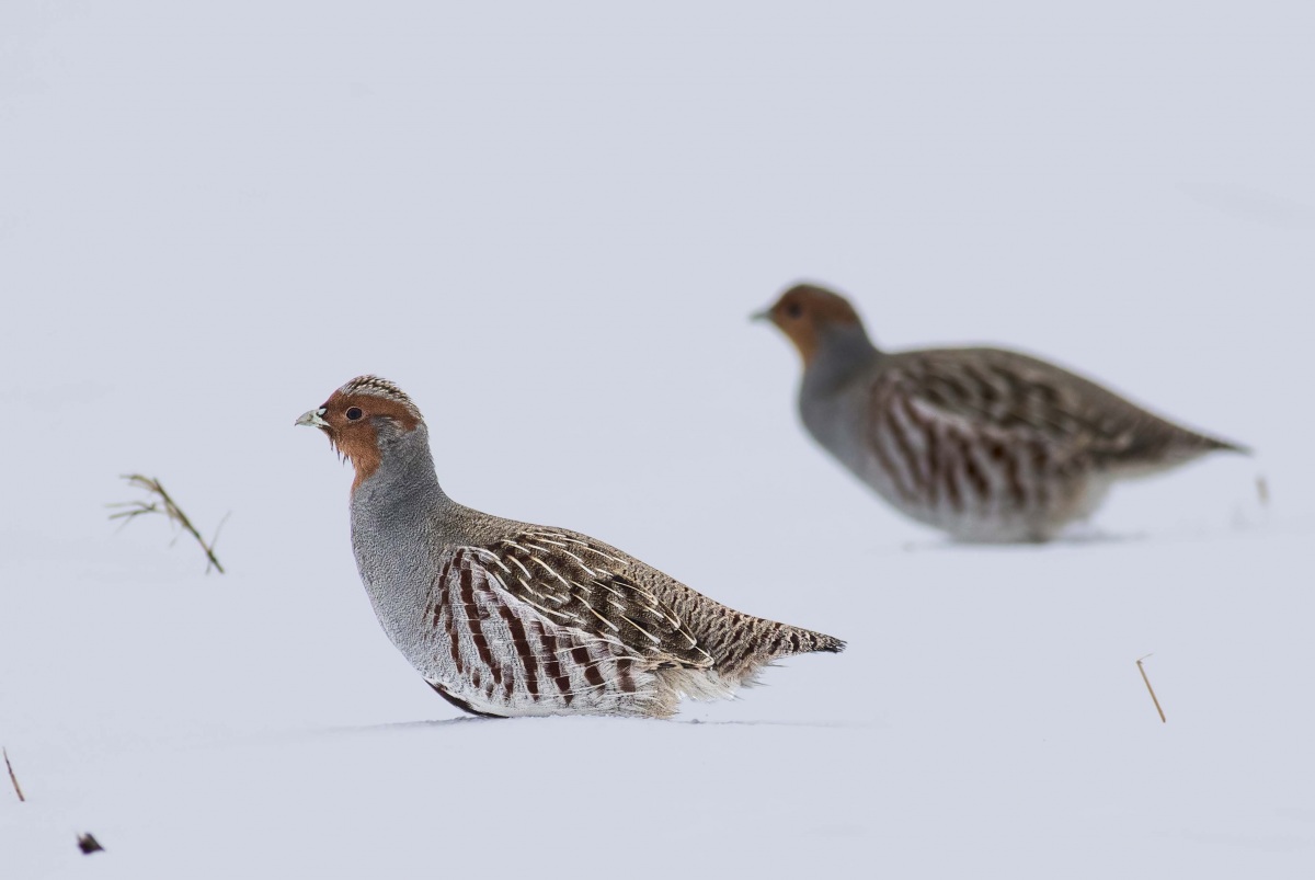 Grey Partridge