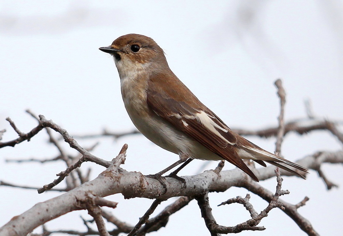 European Pied Flycatcher