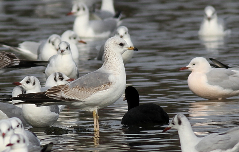 Common Gull