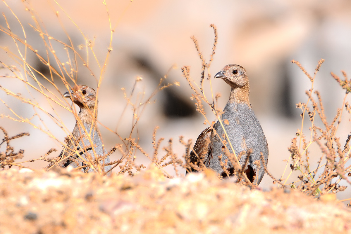 Grey Partridge