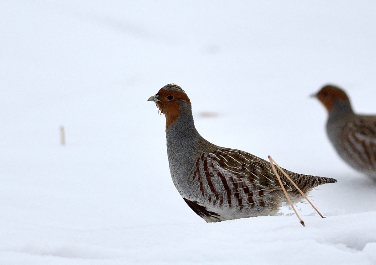 Grey Partridge