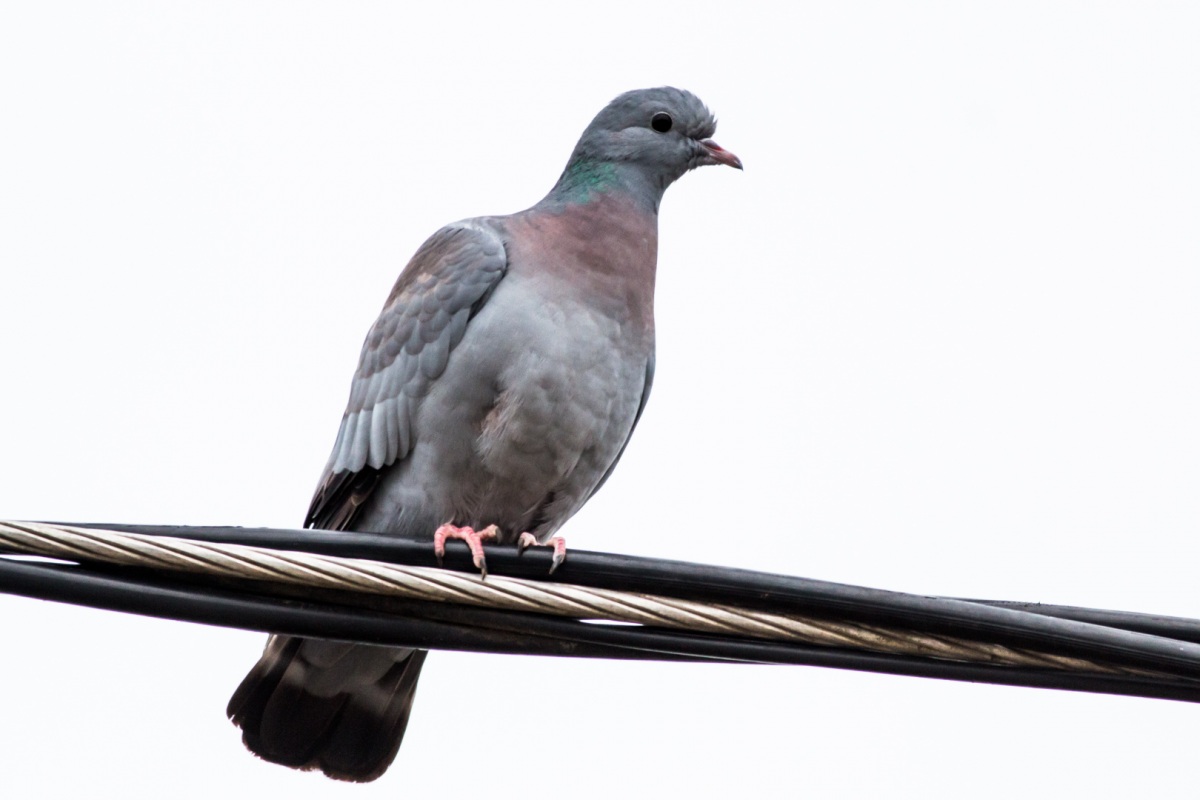 Stock Dove