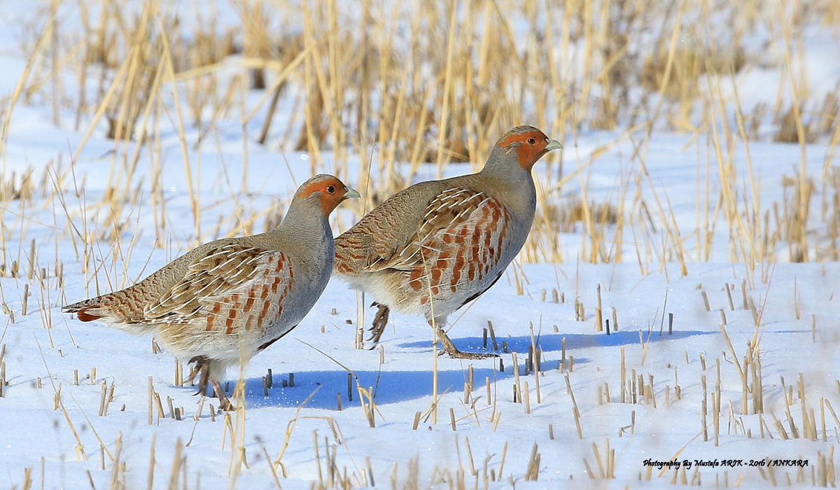 Grey Partridge