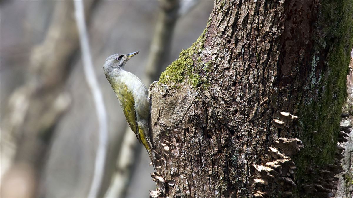 Grey-headed Woodpecker