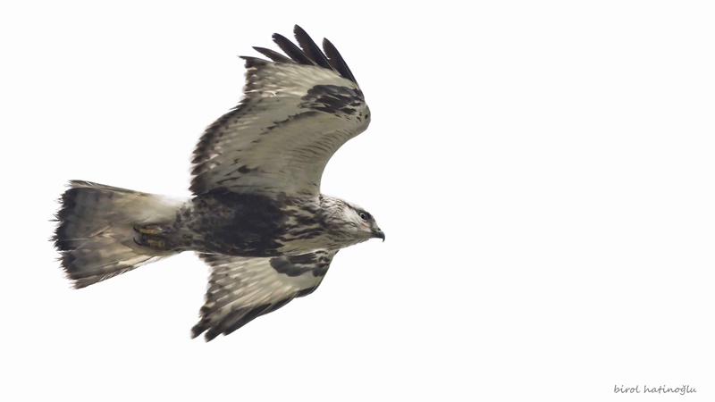 Rough-legged Buzzard