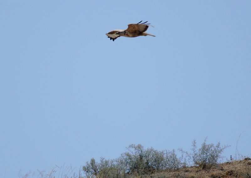 Long-legged Buzzard
