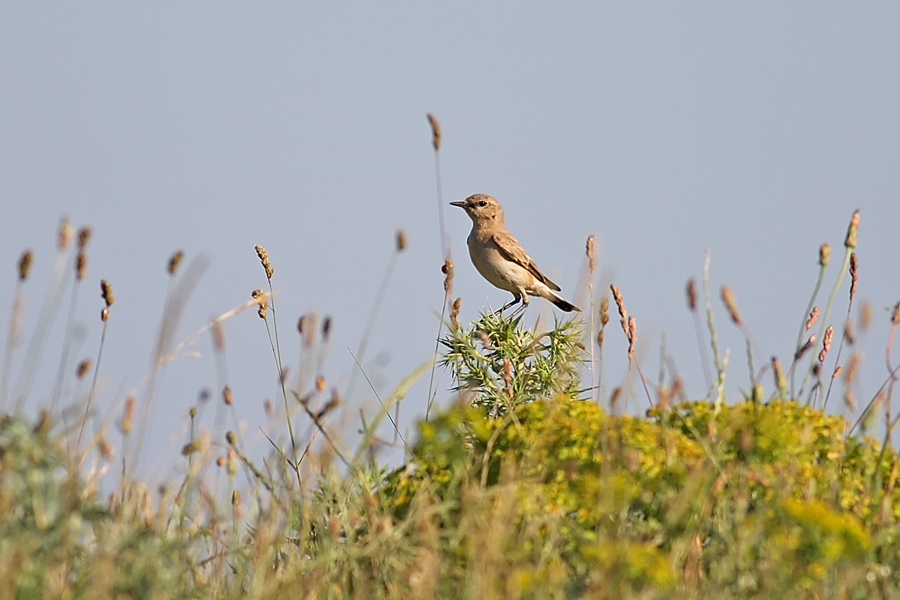 Isabelline Wheatear
