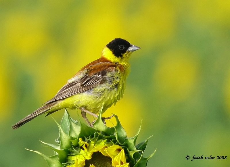 Black-headed Bunting