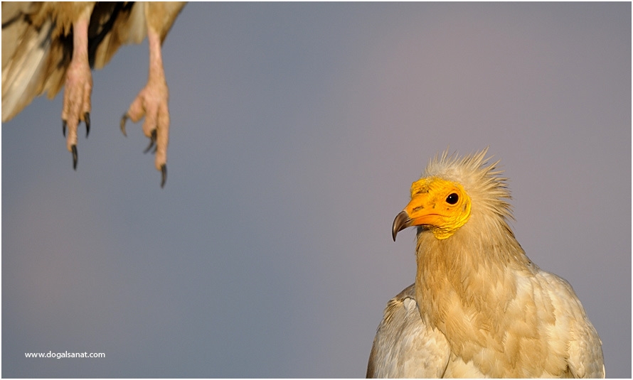 Egyptian Vulture