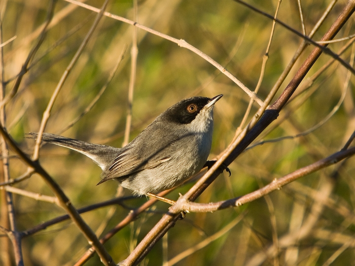 Sardinian Warbler