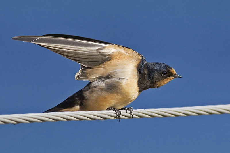 Barn Swallow