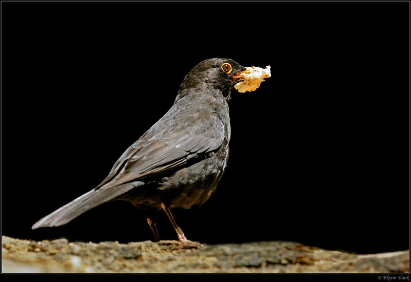 Common Blackbird