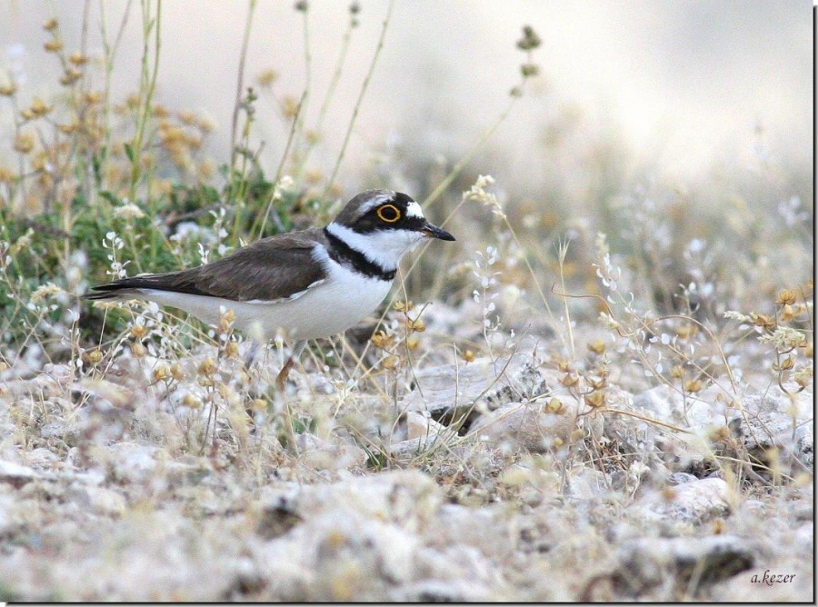 Little Ringed Plover