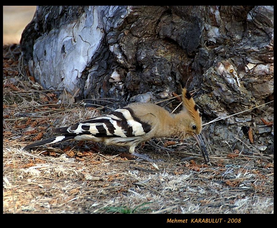 Common Hoopoe