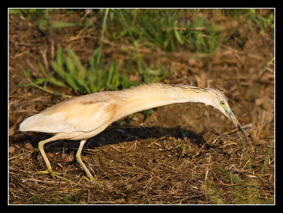 Squacco Heron