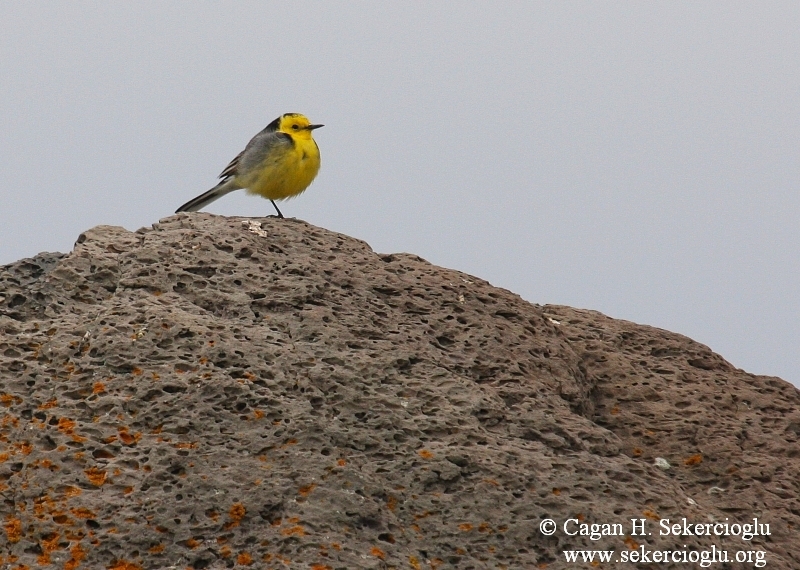Citrine Wagtail
