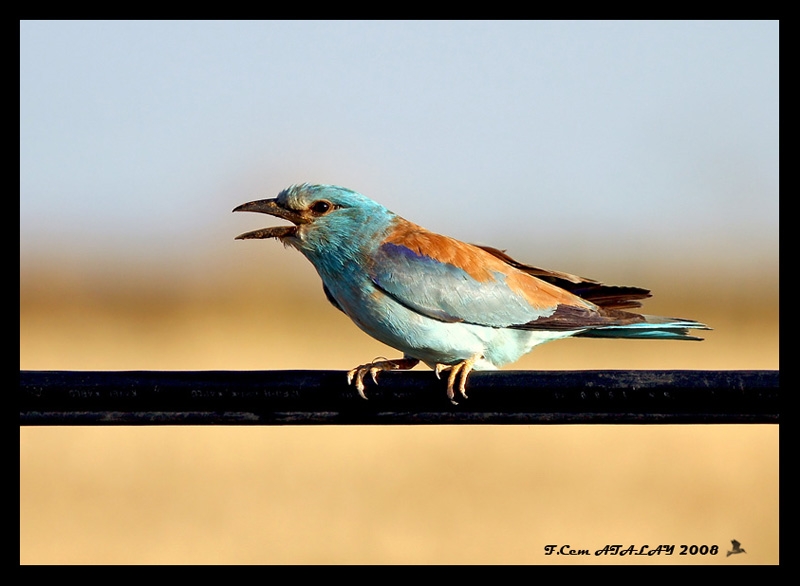 European Roller