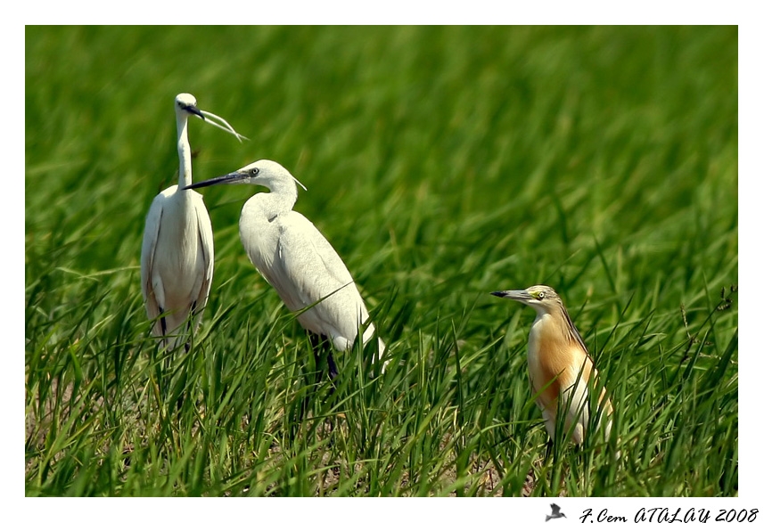 Little Egret
