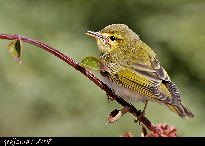 Wood Warbler