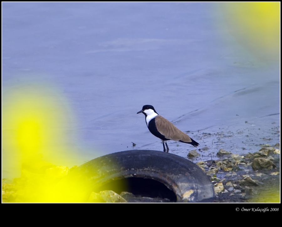 Spur-winged Lapwing