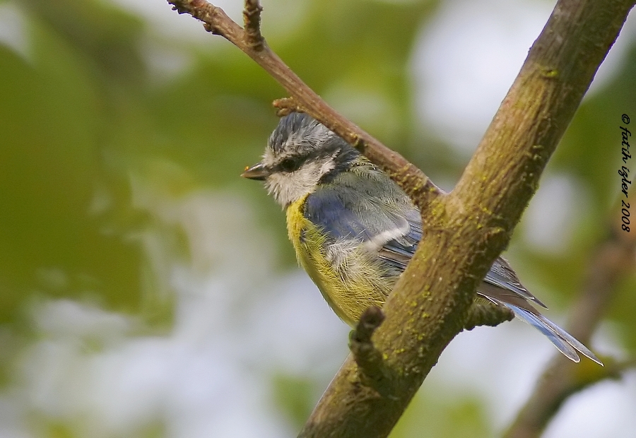 Eurasian Blue Tit