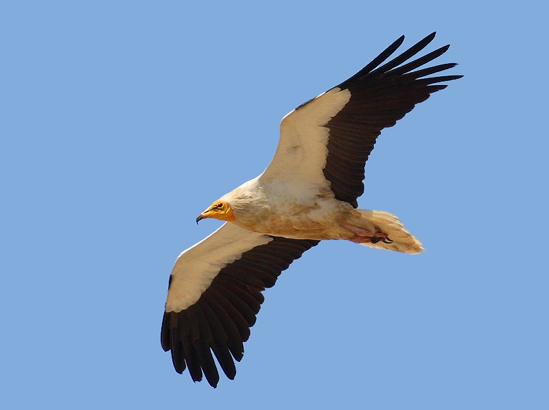 Egyptian Vulture
