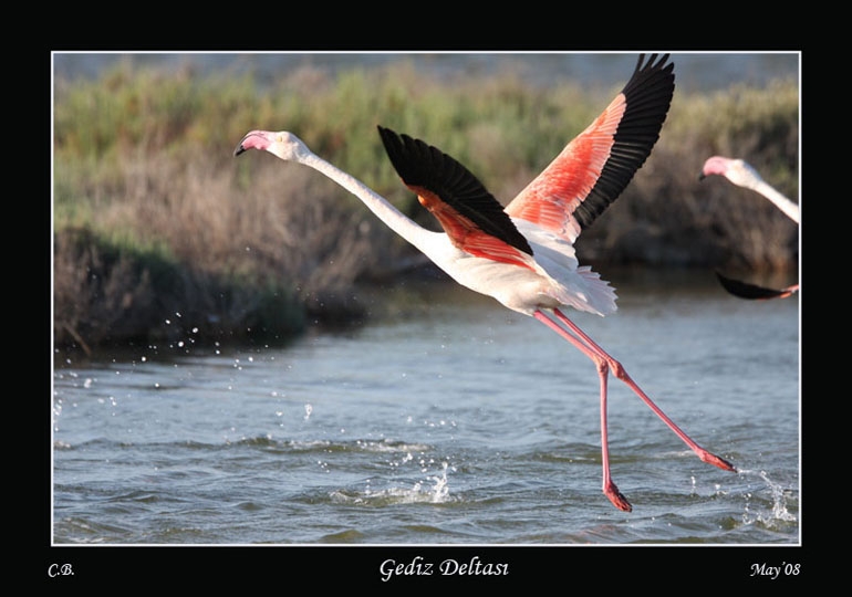 Greater Flamingo