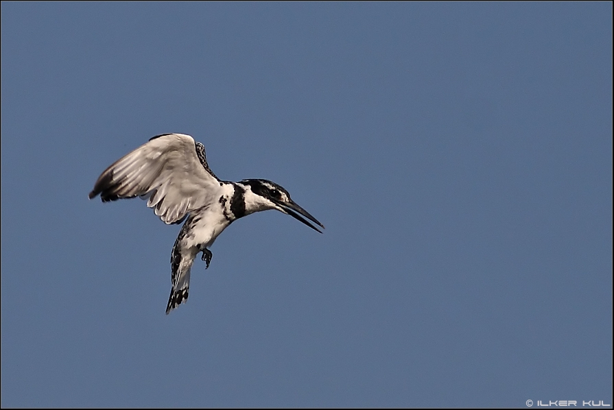 Pied Kingfisher