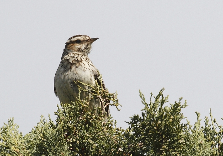Woodlark