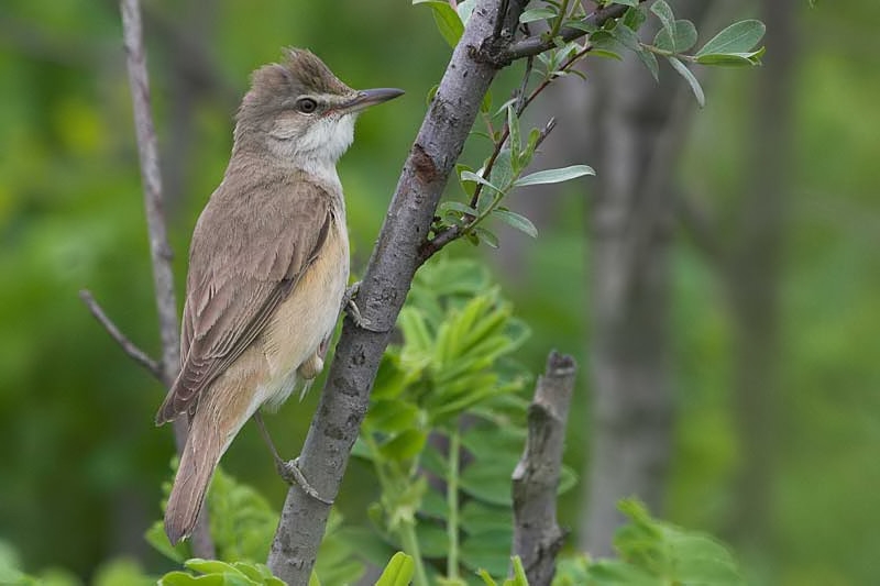 Great Reed Warbler