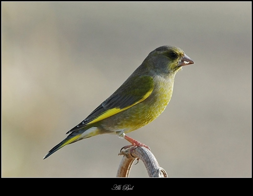 European Greenfinch