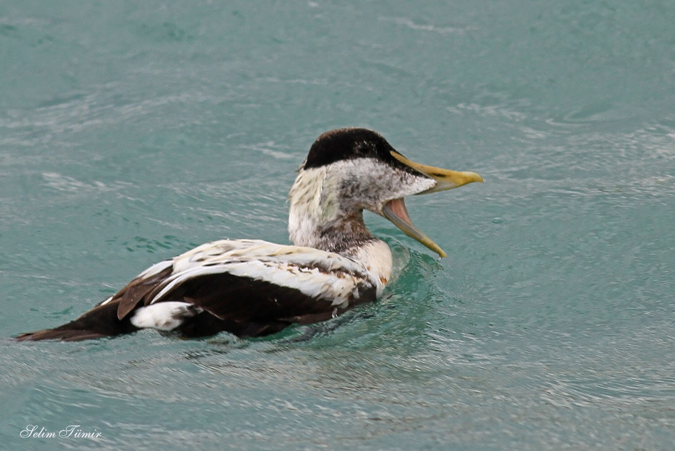 Common Eider
