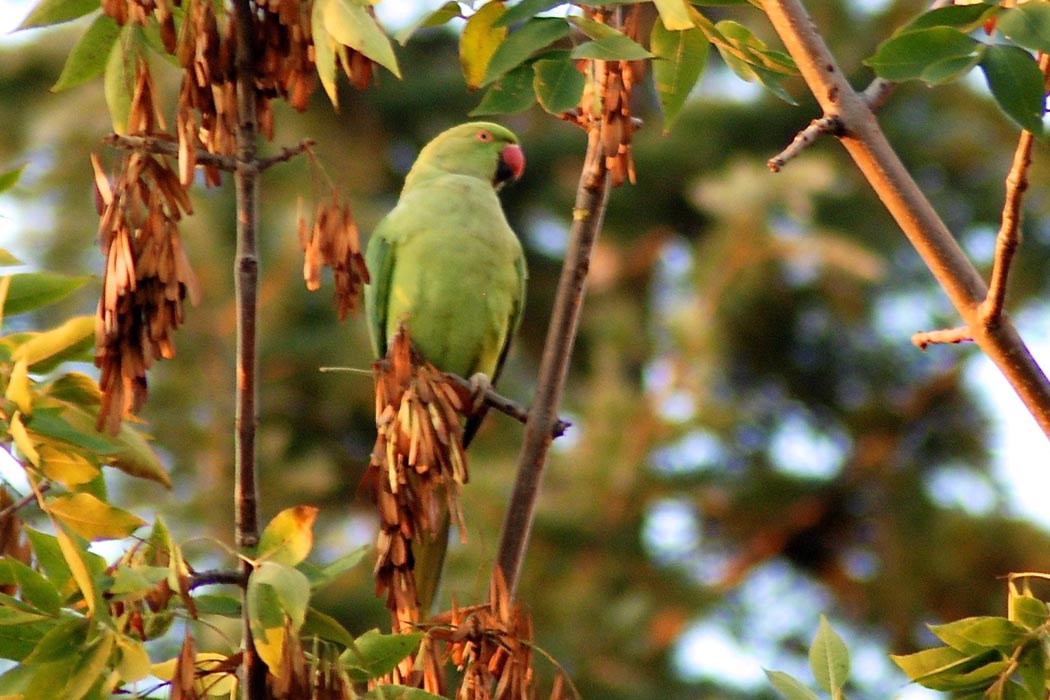 Rose-ringed Parakeet