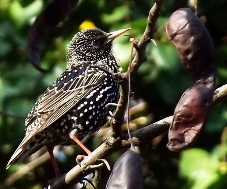 Common Starling