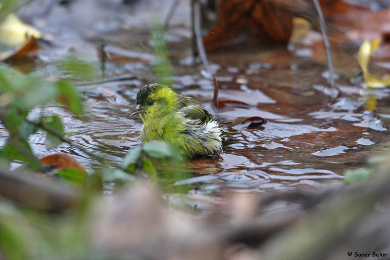 Eurasian Siskin