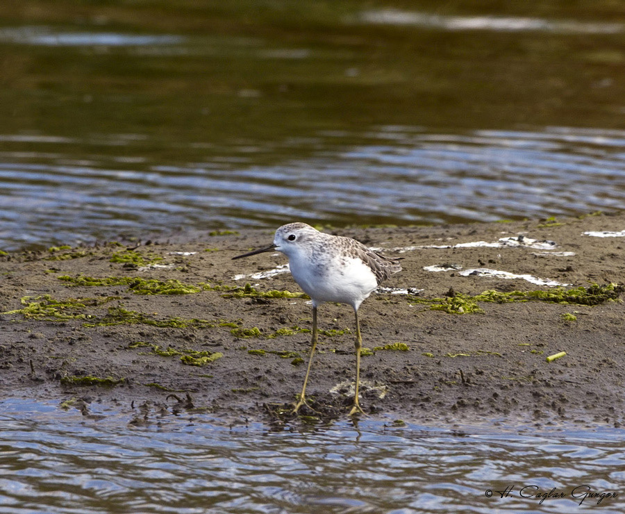 Marsh Sandpiper
