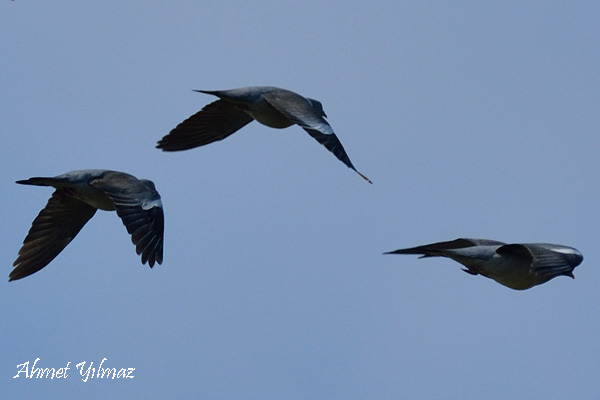 Common Wood Pigeon