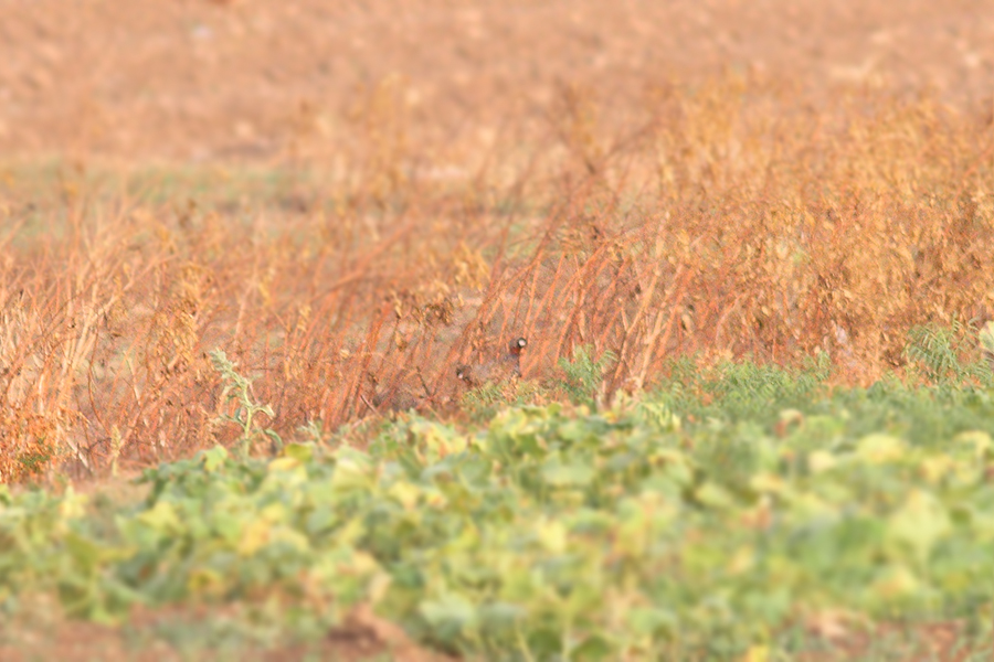 Black Francolin
