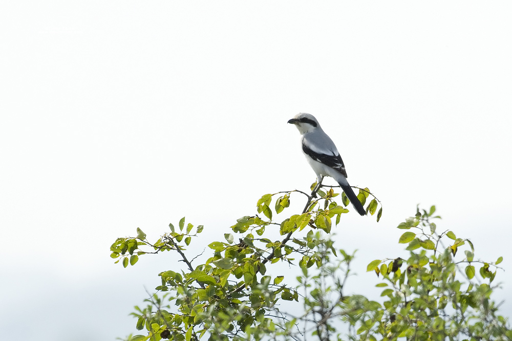 Great Grey Shrike