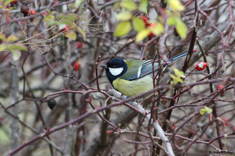 Great Tit