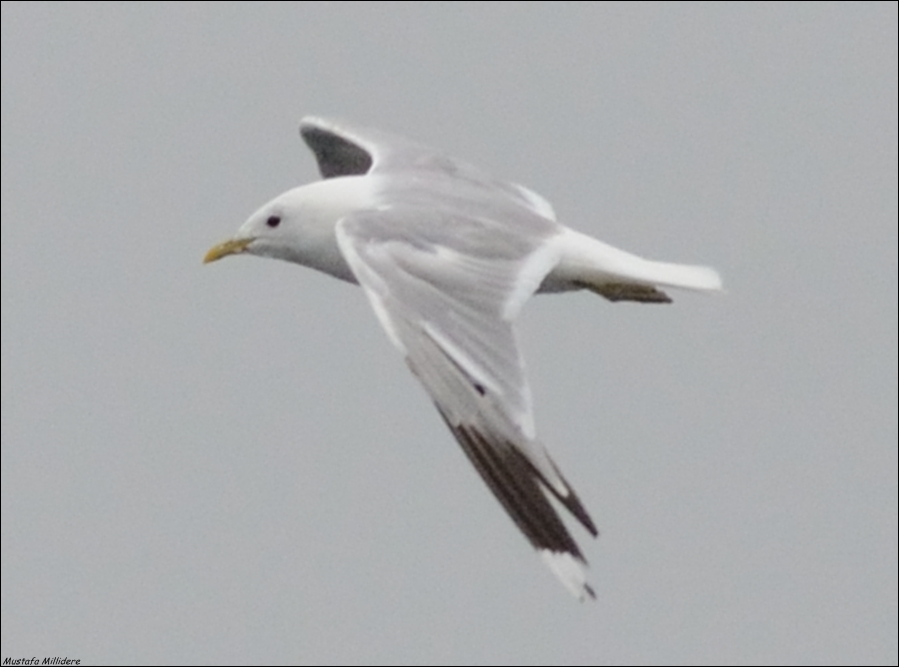 Mew Gull