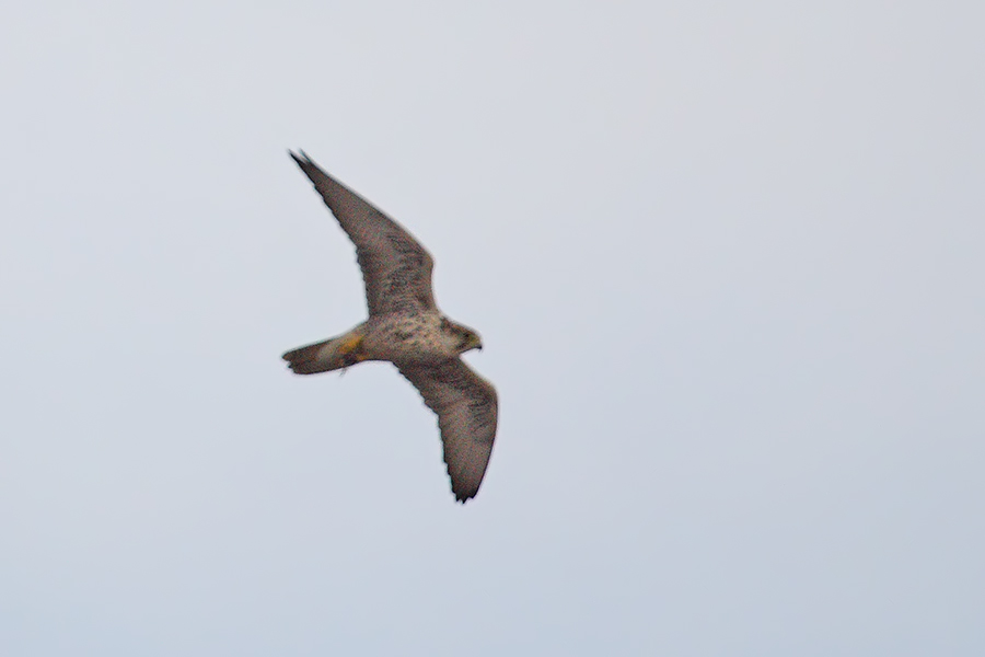 Lanner Falcon