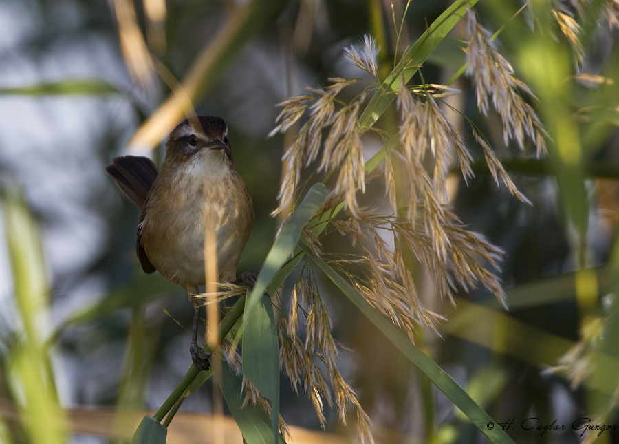 Moustached Warbler